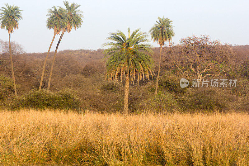 印度拉贾斯坦邦的ranthambore NP